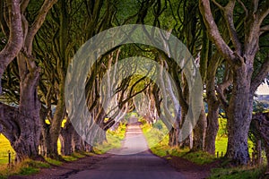 The Dark Hedges in Northern Ireland at sunset photo