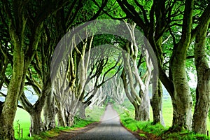 Dark Hedges of Northern Ireland, view of road through tunnel of trees photo