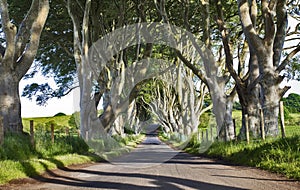 The Dark Hedges, Old Avenue of Beech Trees, Armoy, Antrim, Northern Ireland photo