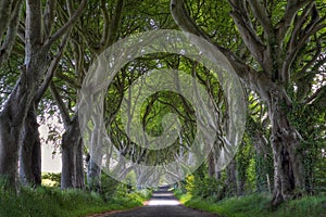 Dark Hedges road