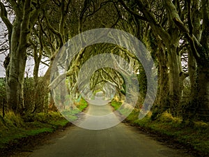 Dark Hedges road through old trees