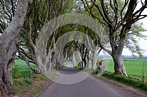 Dark Hedges stretch of road beech trees