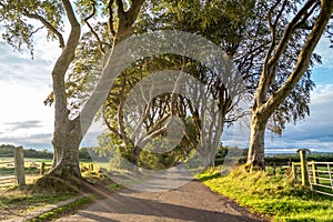 The Dark Hedges tree tunnel in Ballymoney, Northern Ireland