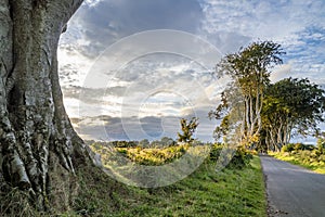 The Dark Hedges tree tunnel in Ballymoney, Northern Ireland