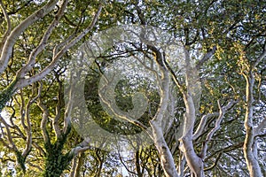 The Dark Hedges tree tunnel in Ballymoney, Northern Ireland