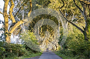 The Dark Hedges tree tunnel in Ballymoney, Northern Ireland