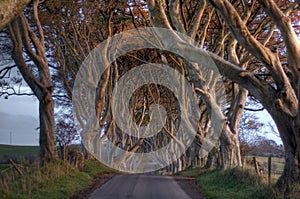 Dark Hedges Trees