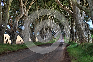 Dark Hedges Trees