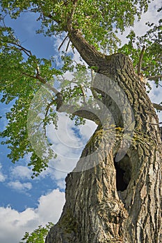 Old tree with a hollow