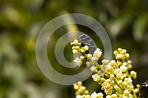 A dark honey Bee  Apis mellifera  eating nectar from longan flowers  Dimocarpus longan and helping pollination and