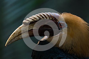 Dark Hornbill portrait in tropy