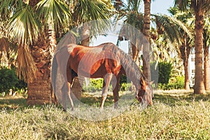 dark horse eating grass on the background of palm trees at sunset