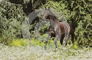 Dark horse running in the meadow in color