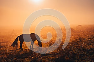 Oscuro un caballo silueta. Salvaje el sobre el otono prado en cálido amanecer la luz 