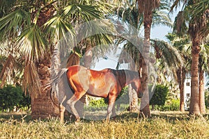 Dark horse stands on the background of palm trees at sunset