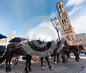 Dark horses are harnessed to a cart against the backdrop of the Belfort tower in Bruges, Belgium