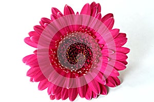 Dark Hot Pink Gerbera Daisy