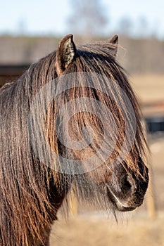 Dark Icelandic horse with extremely long mane