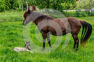 Dark Icelandic horse with her newly born foal