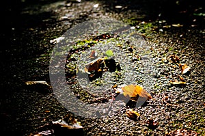 Dark image of autumn. Abstract background fall season, Dark stone road cover with yellow leaf.