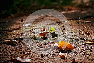 Dark image of autumn. Abstract background fall season, Dark stone road cover with yellow leaf.