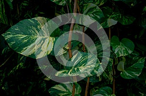 Dark image green leaves,ivy leaf background.Tropical exotic leaf for wallpaper vintage Hawaii style pattern.soft focus image garde photo