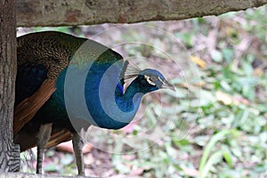 A dark iridescent blue feathered Peacock at a park