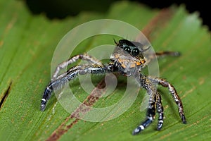 A dark jumping spider