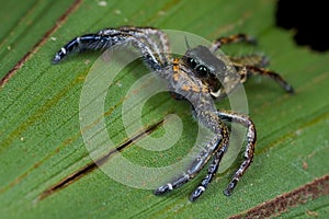 A dark jumping spider