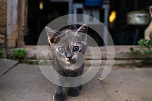 A dark kitten near the entrance to the old barn. Exploration of the environment and new environment by young offspring