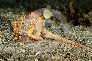 dark knee hermit crab on sand