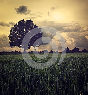 Dark Landscape with Lonely Tree and Moody Sky