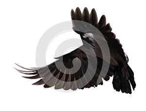 Dark large grey isolated crow