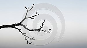 Stark bare branch against a gradient white sky