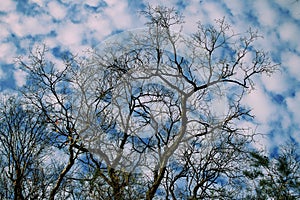 Dark leafless tree branches on blue sky background