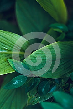 Dark Leaves background water drop Leaf surface