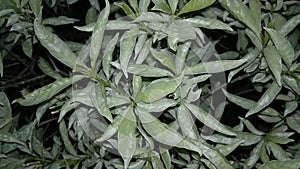 Dark Leaves at Night Effect