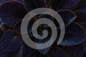 Dark leaves of purple African violet Saintpaulia, close-up. Absrtact background.