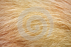 Dark and light brown cat fur patterns texture for background