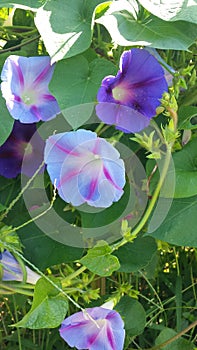 Morning glories