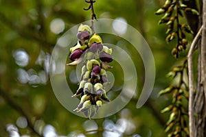 Dark light and shadow forest, drooping flower rope, charming blood vine flower!