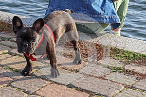 Dark little french bulldog dog looks in camera. Copy space with a dog for advertising services for animals. A dog with a kind face