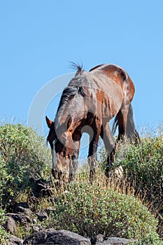 Dark liver chestnut wild horse stallion walking down rocky hill in the Salt River desert near Scottsdale Arizona USA