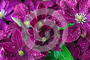 Dark magenta background of clematis flowers with water droplets
