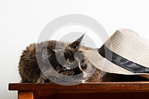 Dark maincoon cat of turtle color on the table under the hat
