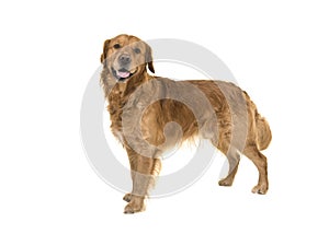 Dark male golden retriever dog standing looking at the camera is