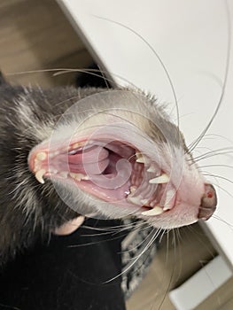 Dark Male Sable Ferret Open Mouth