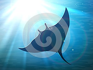 Dark manta ray in ocean