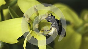 A dark metallic Lasioglossum Sweat Bee pollinating a yellow collard green flower. Long Island, NY