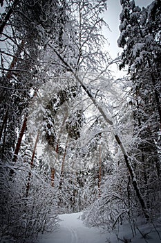 Dark and mistery winter pine forest. Dreamy landscape.